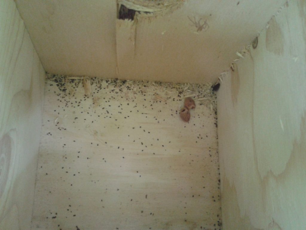 Mammal nest box used by Wood Mice, with opened hazelnuts