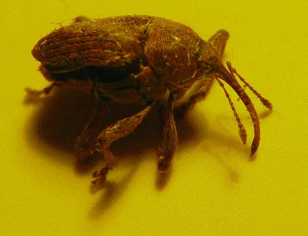 Acorn Weevil