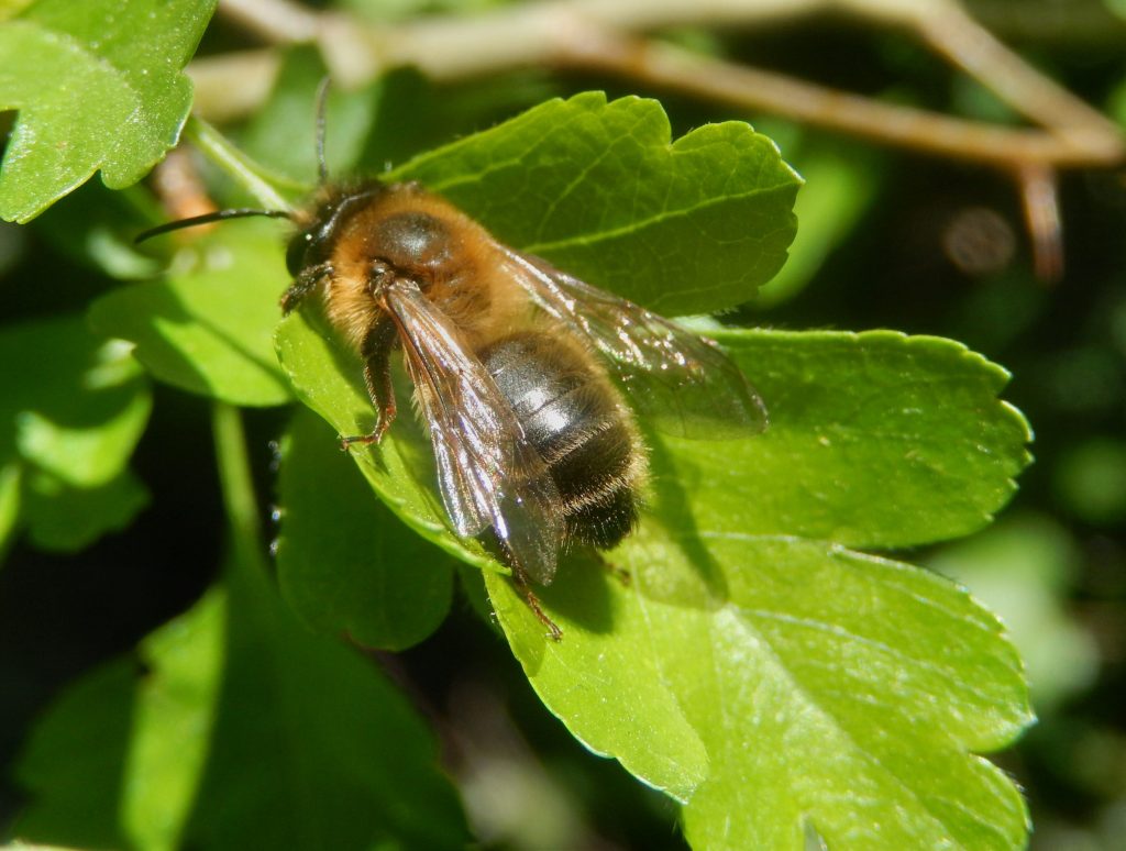 Andrena cf nigroaena on new Hawthorn leaf