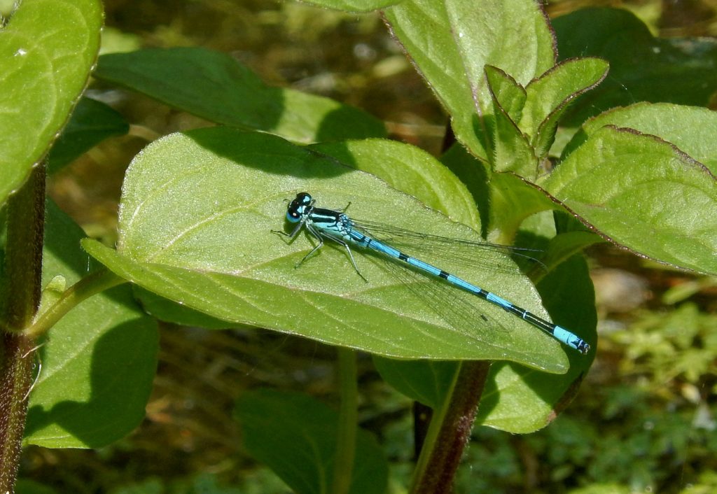 Azure Damselfly recent hatch