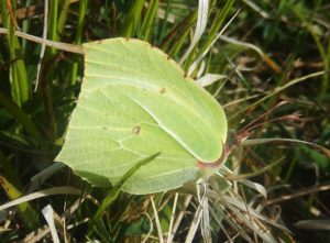 Brimstone female