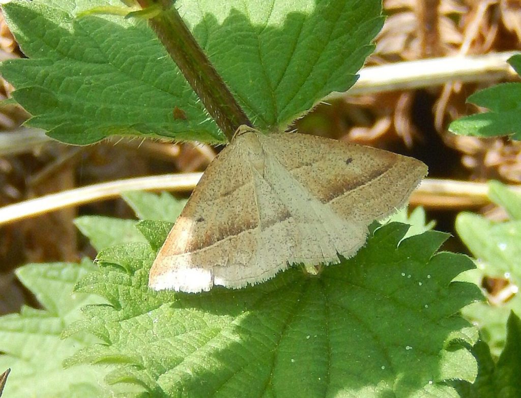Brown Silver-line Moth Petrophora chlorosata at Long Wood
