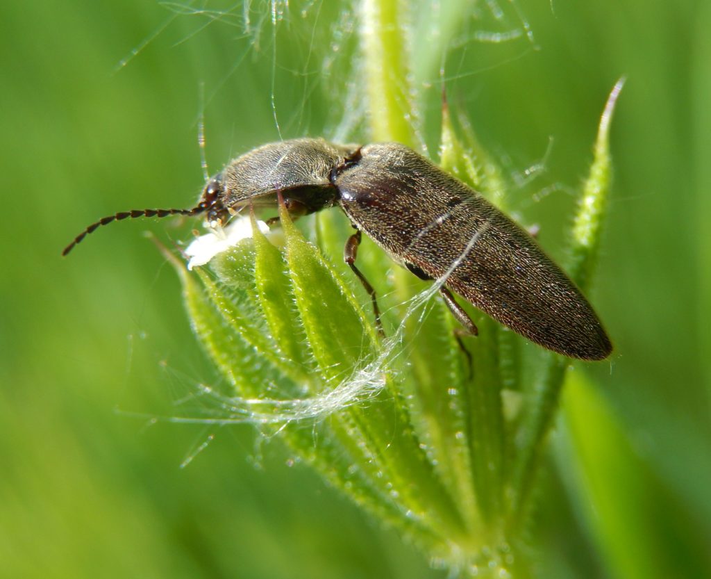 lick Beetle on goose-grass