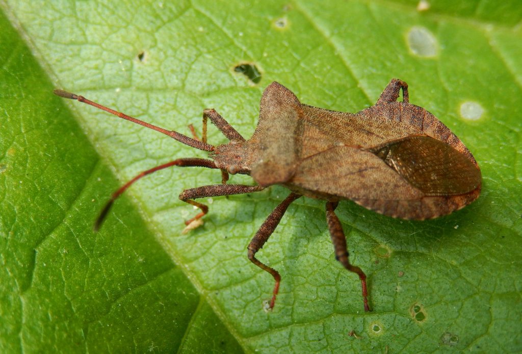 Coreus marginatus shield bug, distinctive horns between antennae