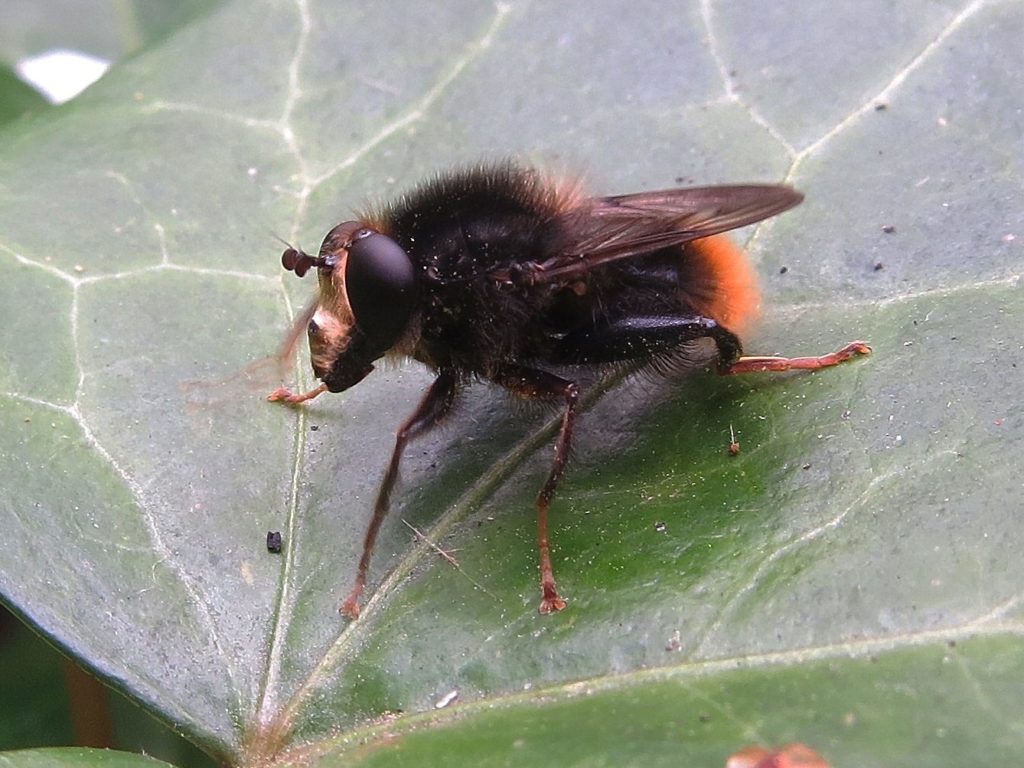 Criorhina ranunculi male, courtesy of Mike Fray