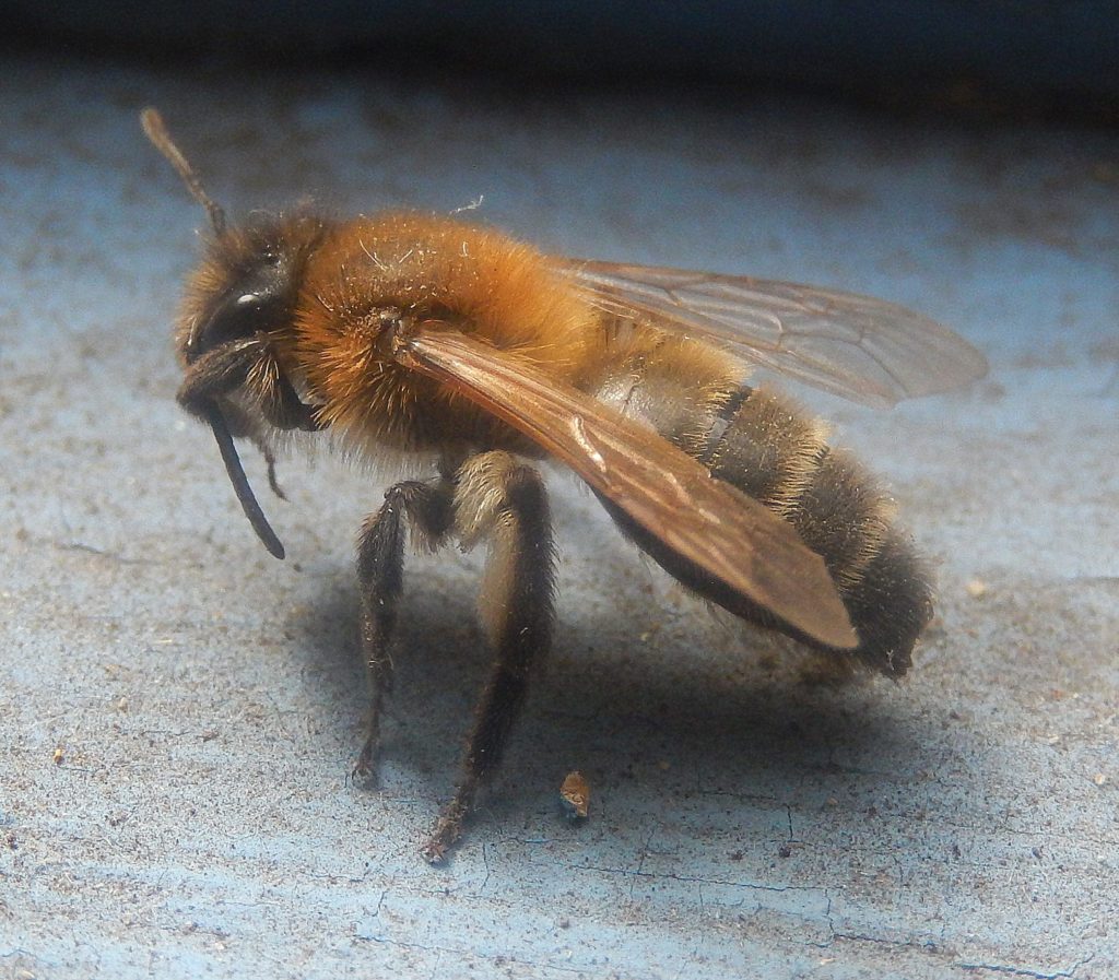 Andrena (broad-headed) bee