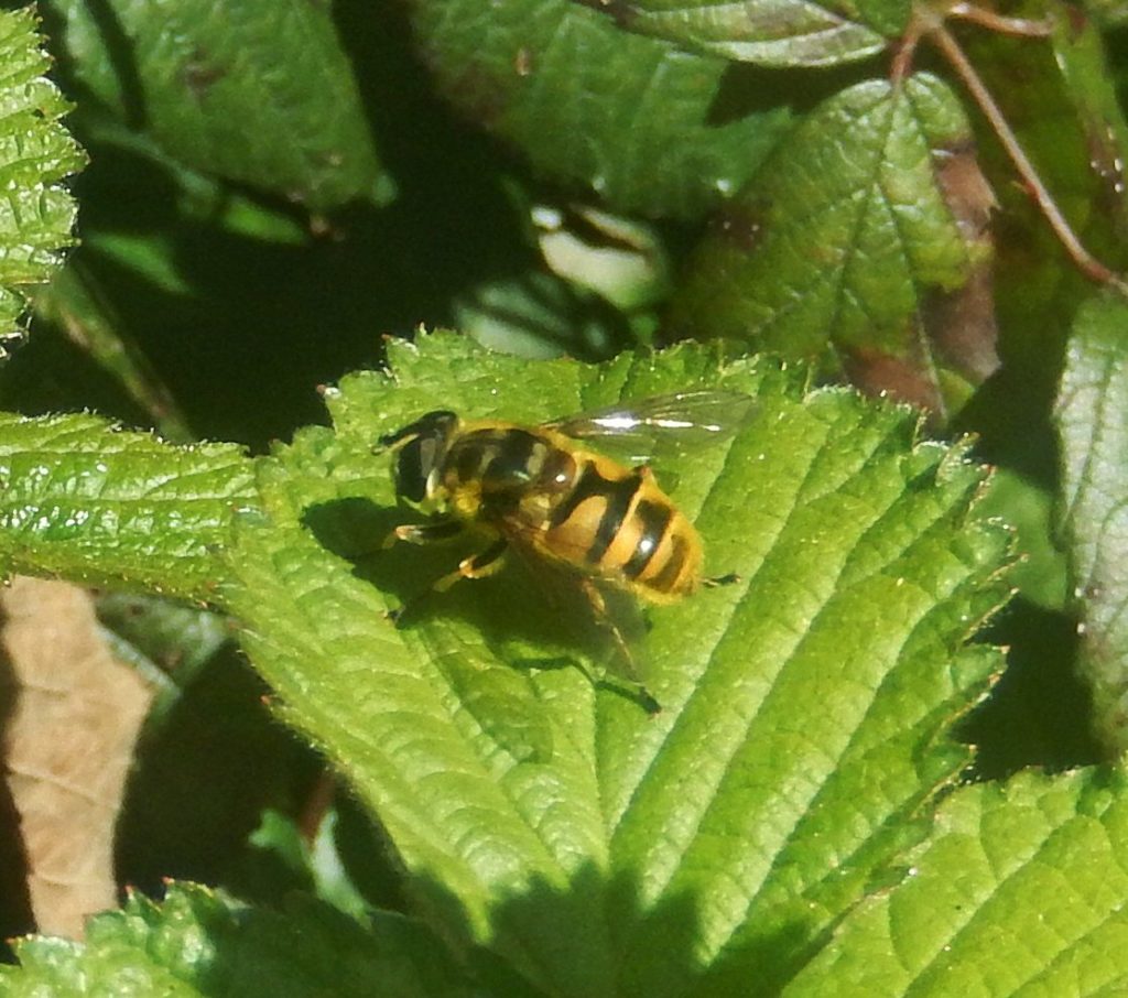 Myothropa florea, a wasp mimic hoverfly