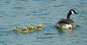 Canada Goose with Goslings