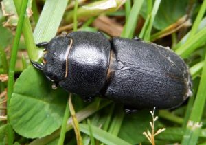Lesser Stag Beetle in garden