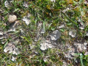 Dog Lichen, Peltigera canina, in chalk grassland
