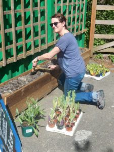 Jo planting out cornflowers, poppies, climbing nasturtiums and foxgloves