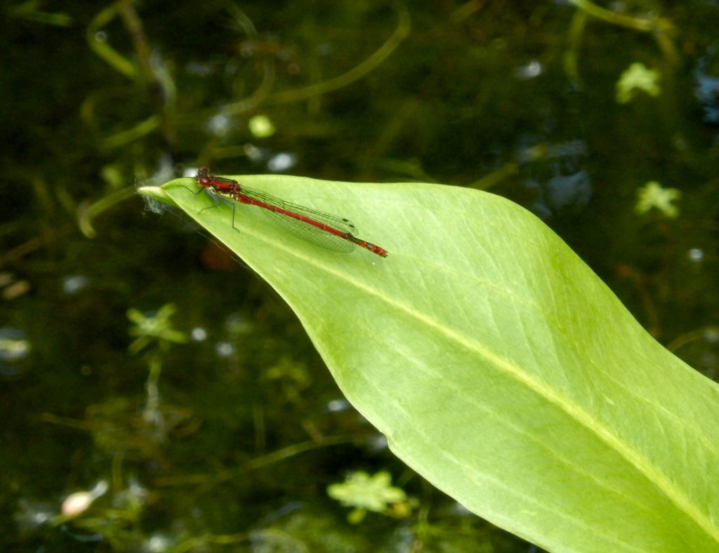 Large Red Damselfly