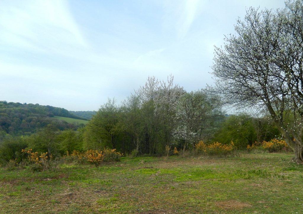 Prime Garden Warbler Habitat at Watlington Hill