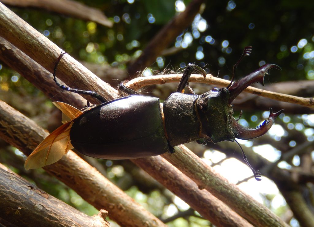 Stag Beetle, just landed, wings not fully folded