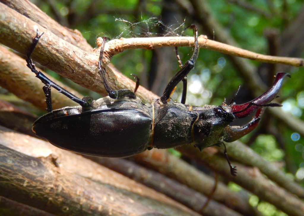 Stag Beetle