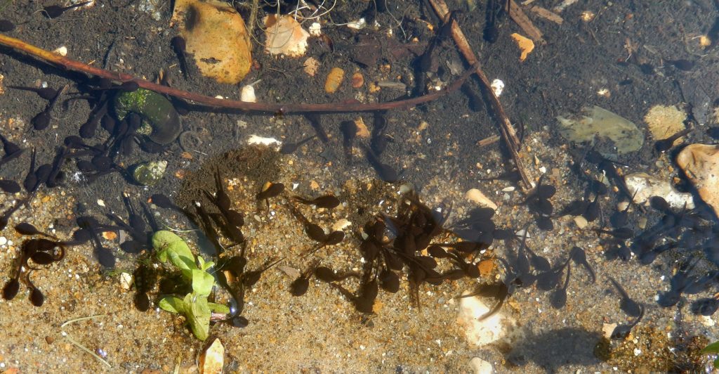 Tiny tadpoles in the shallows