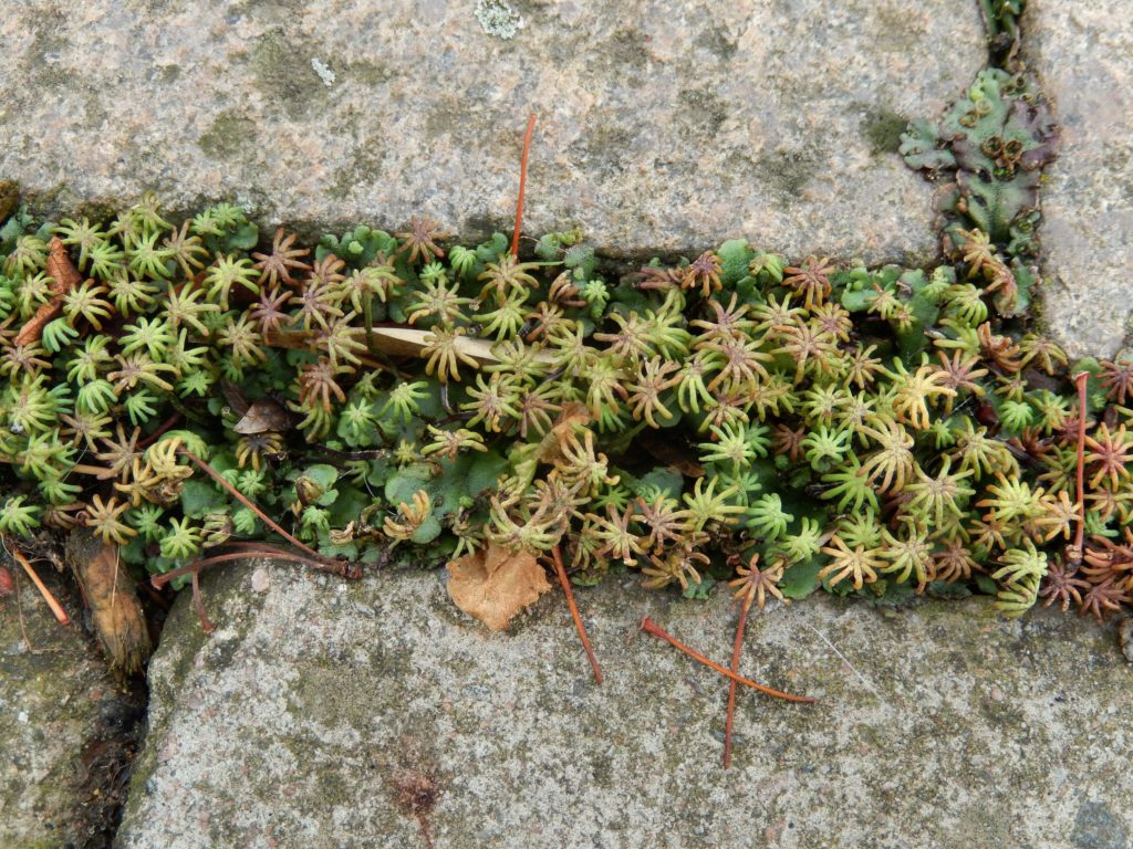 Marchantia polymorpha in pavement