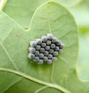 Array of lepidopteran eggs on oak leaf