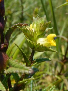 Yellow Rattle at Portland Bill