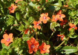 Scarlet Pimpernel