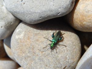 Oedemera nobilis, the thick-kneed flower beetle