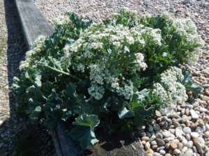 Sea Kale on Chesil Beach