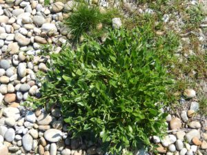  Sea Beet