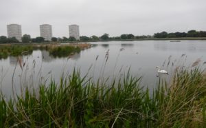 Woodberry Wetlands (East Reservoir)