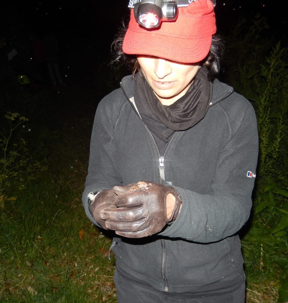 Huma with Daubenton's Bat