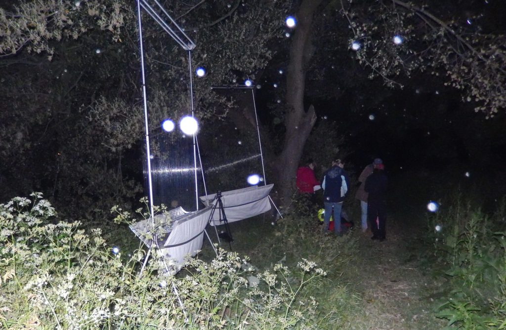 London Bat Group with their Harp traps