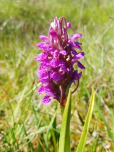 Marsh Orchid