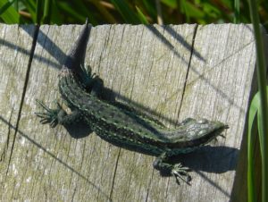 Lizard regrowing tail