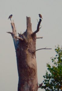 Stonechats on dead tree