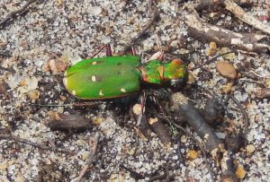 Green Tiger Beetle