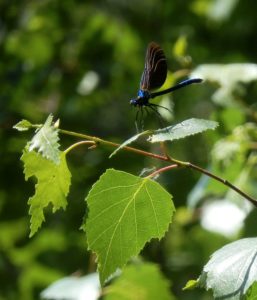 Beautiful Demoiselle on Birch