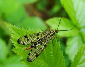 Scorpion Fly