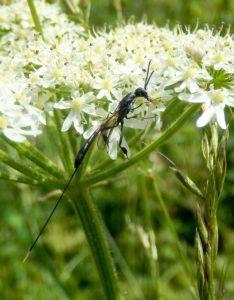 Marvellously slender long-tailed Ichneumon