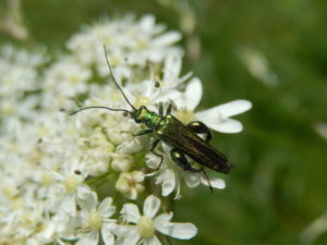 Oedemera nobilis on Hogweed