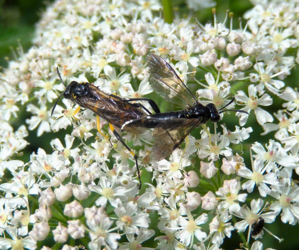 Macrophya (Symphyta) mating on Hogweed