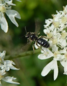 Small bee pollinating Hogweed