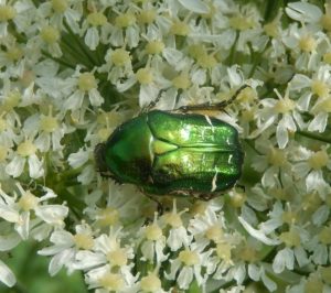 Rose Chafer on Hogweed