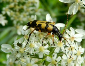 Strangalia maculata longhorn beetle on Hogweed