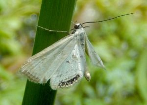 Small China-Mark Moth
