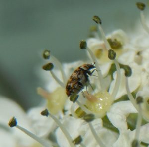 Tiny speckled beetle pollinating Hogweed