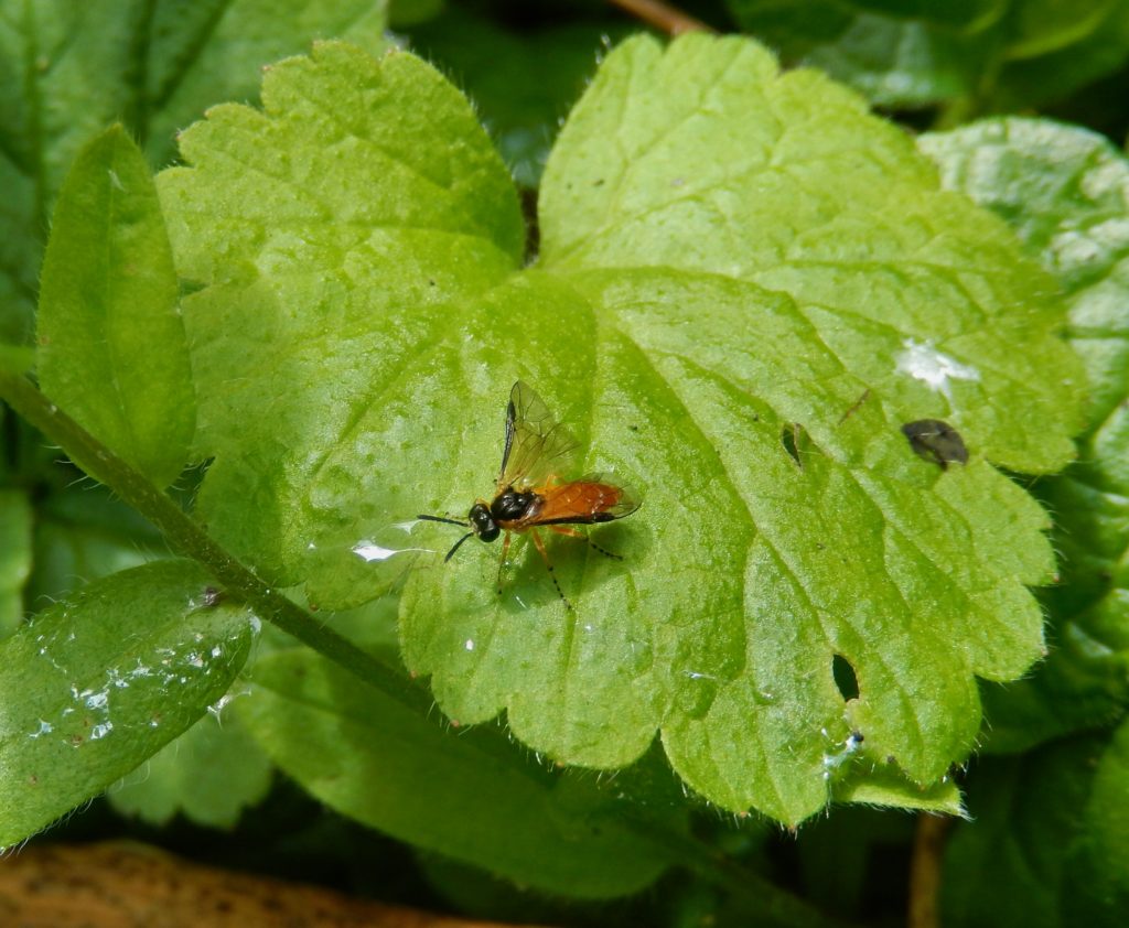 Newly-emerged Sawfly stretching its still-curled wings