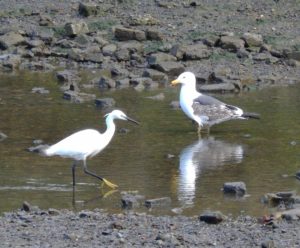 Little Egret by Chiswick Eyot