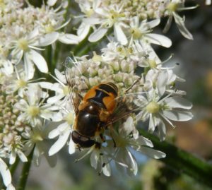 A handsome orange hoverfly