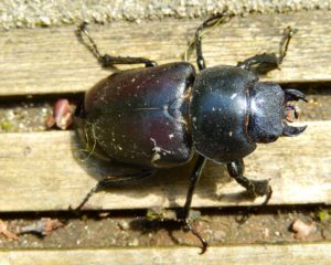 Female Stag Beetle in GT