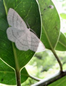 Common White Wave moth Cabera pusaria (eats Birch)