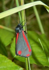 Cinnabar moth in the small meadow